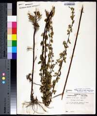 Solidago arguta subsp. boottii image