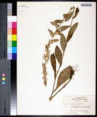 Solidago bicolor image