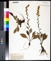 Solidago bicolor image
