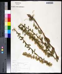 Solidago bicolor image