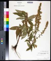 Solidago bicolor image