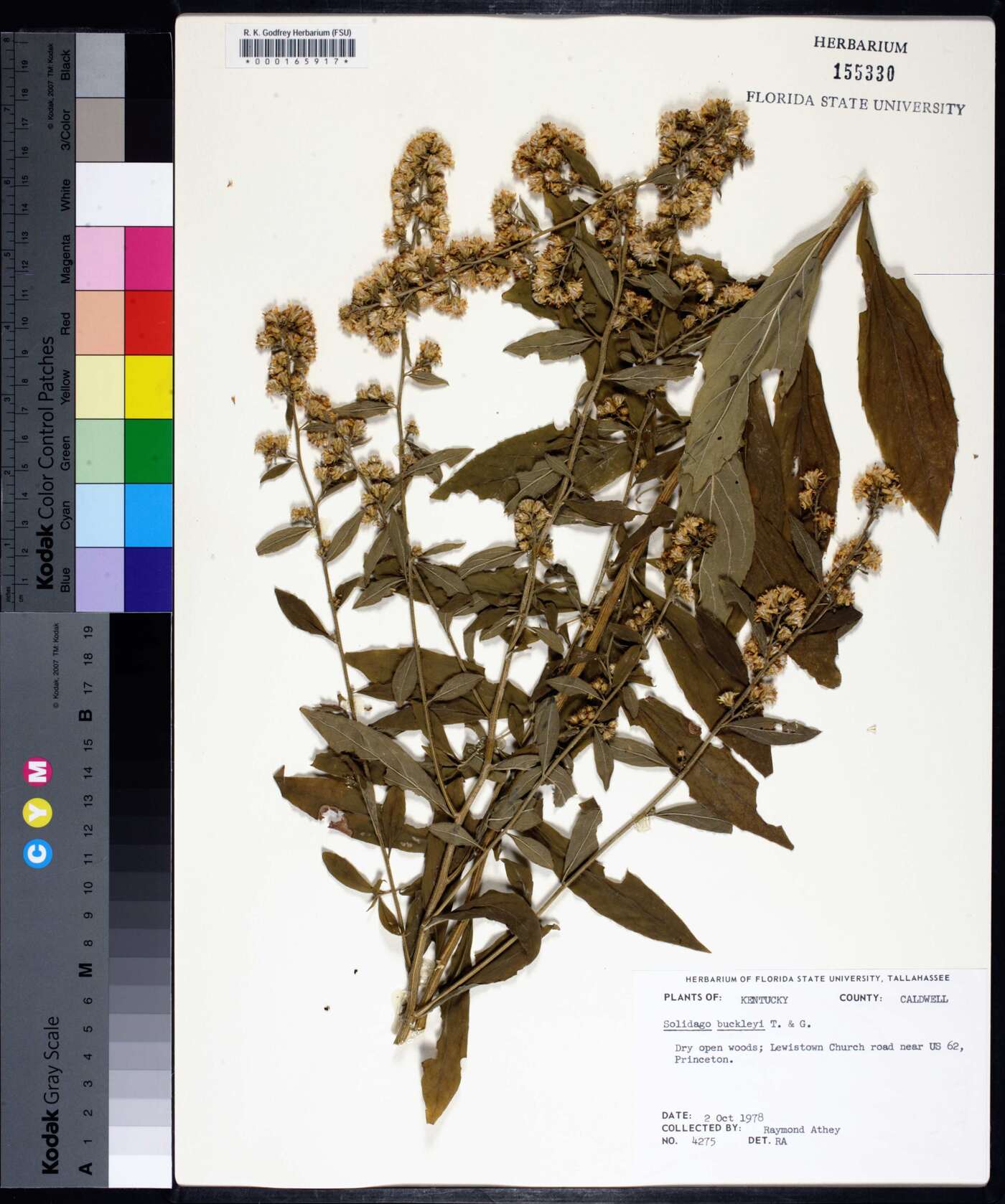 Solidago buckleyi image