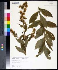 Solidago buckleyi image