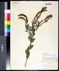 Solidago delicatula image