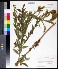 Solidago delicatula image