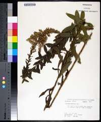 Solidago fistulosa image