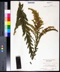 Solidago fistulosa image