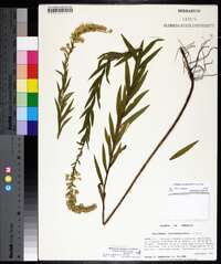 Solidago leavenworthii image