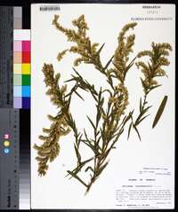 Solidago leavenworthii image