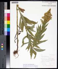 Solidago lepida image