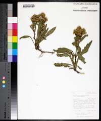 Solidago missouriensis var. missouriensis image