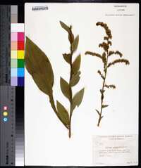 Solidago patula image