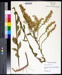 Solidago petiolaris image