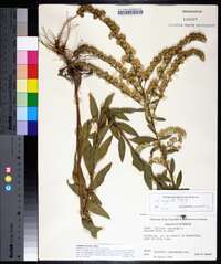 Solidago petiolaris image