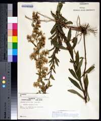 Solidago petiolaris image