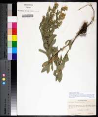 Solidago petiolaris image