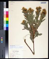 Solidago petiolaris image