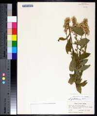 Solidago petiolaris image