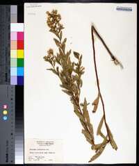 Solidago petiolaris image