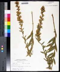 Solidago petiolaris image