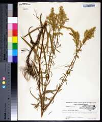 Solidago pinetorum image