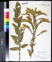 Solidago radula image