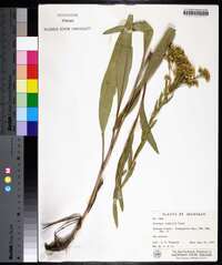 Solidago riddellii image