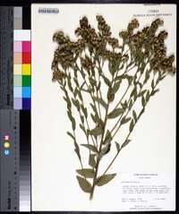 Solidago rigida image