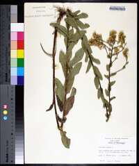 Solidago rigida image