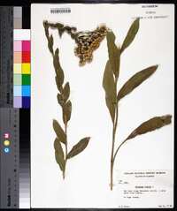 Solidago rigida image