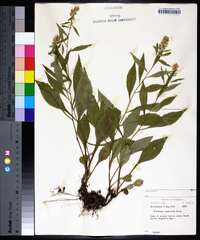 Solidago squarrosa image