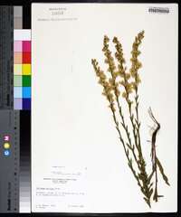 Solidago stricta image