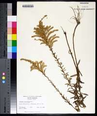 Solidago tortifolia image