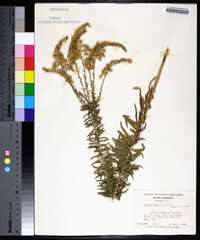 Solidago tortifolia image