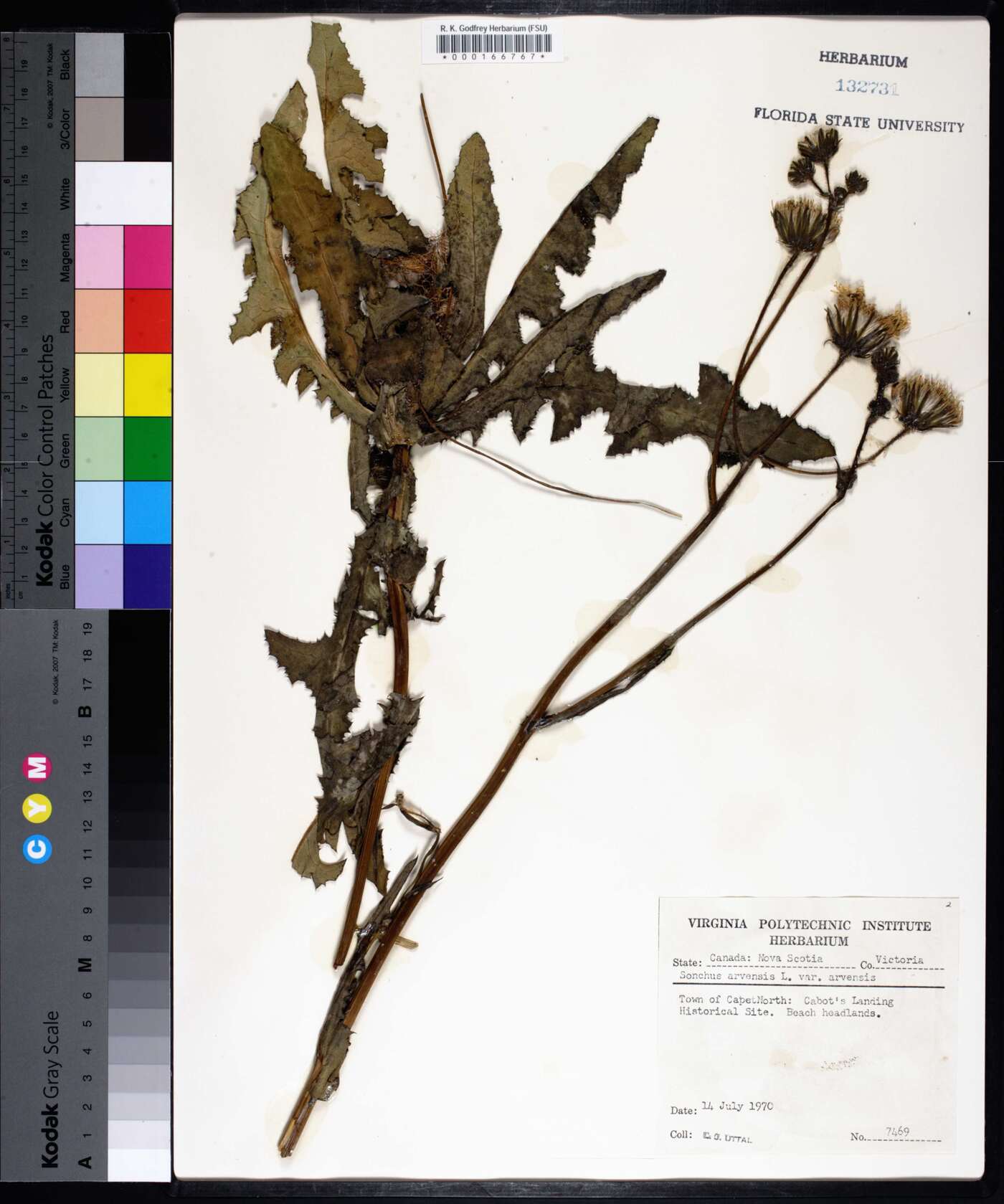 Sonchus arvensis image