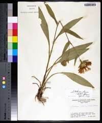 Stokesia laevis image