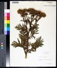 Tanacetum vulgare image