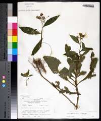 Verbesina alternifolia image