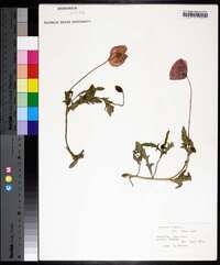 Papaver rhoeas image