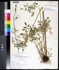 Thalictrum amphibolum image