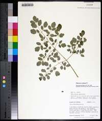 Thalictrum amphibolum image