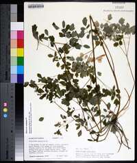 Thalictrum amphibolum image