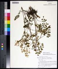 Thalictrum amphibolum image