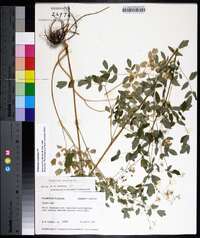 Thalictrum amphibolum image