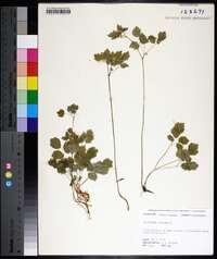 Thalictrum clavatum image