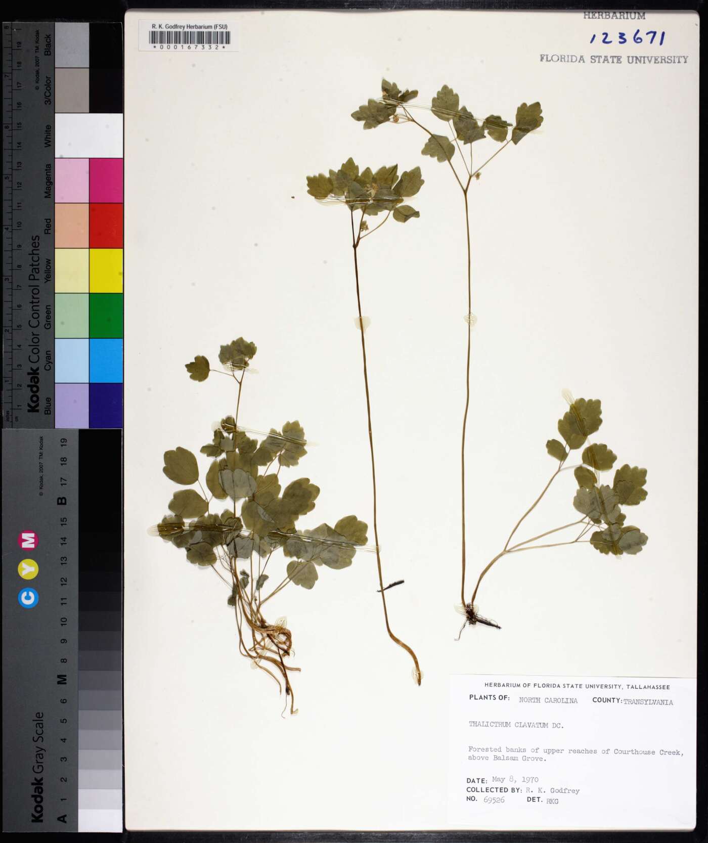 Thalictrum clavatum image