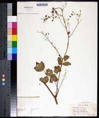 Thalictrum clavatum image