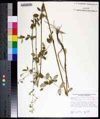 Thalictrum coriaceum image