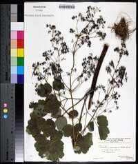 Thalictrum coriaceum image