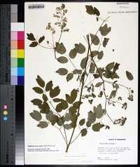 Thalictrum dasycarpum image